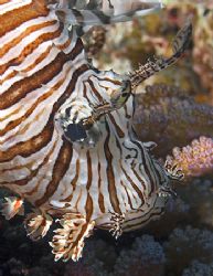 Lionfish from Fiji. Nikon D100 with 60mm lens. by Jim Chambers 